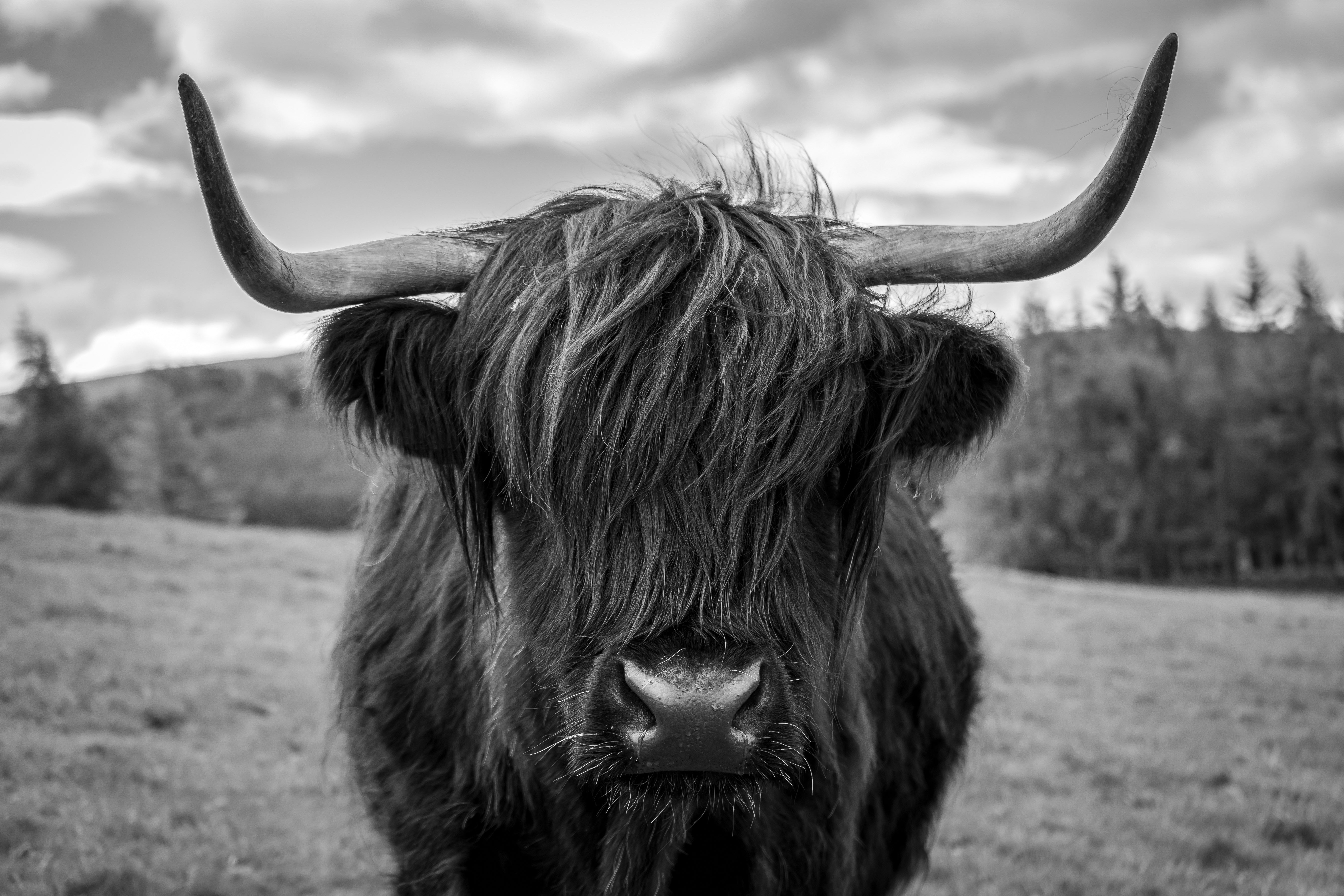 Highlands Cattle