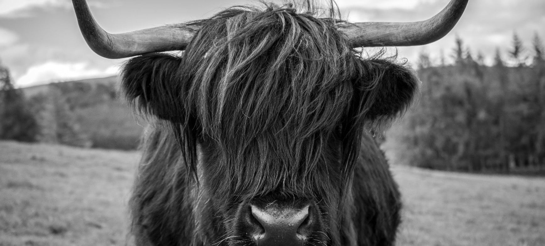 Highland cow in Scotland that inspired the Caddy Collective Culture Looper logo and brand origin.
